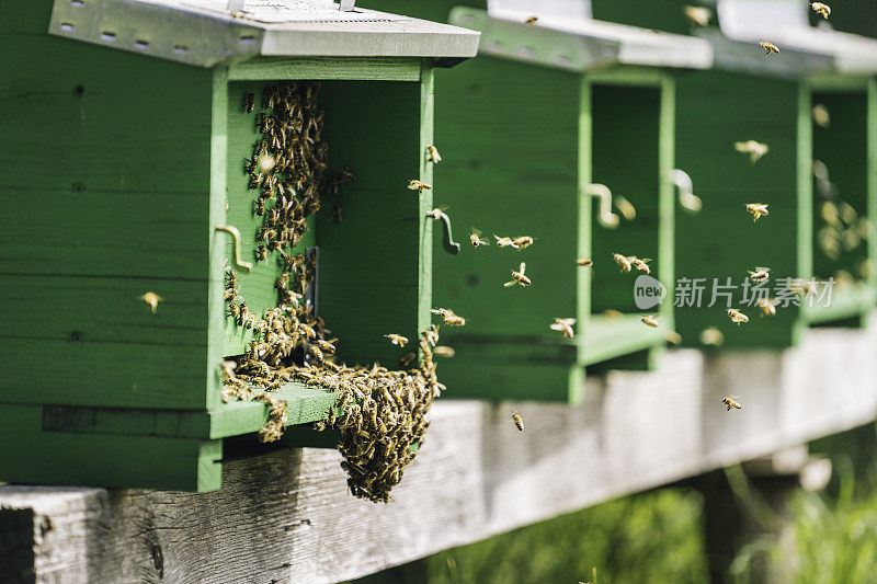 欧洲蜜蜂(Apis mellifera)在蜂房周围飞来飞去